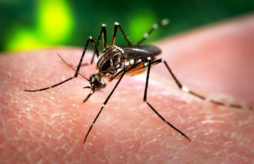 Zika Virus Spreads to the U.S., Infects 19 People Who Traveled Abroad