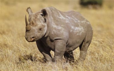 Rhino Poaching in Zimbabwe Has More Than Doubled Since Last Year