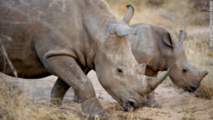 111114043259-african-rhinos-londolozi-horizontal-gallery