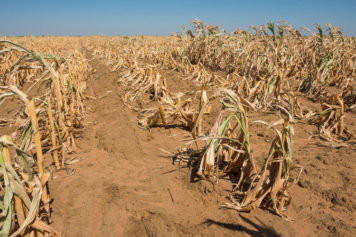 South Africa Refuses to Declare National Disaster Over the Drought