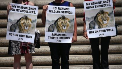 Animal Rights Activists Outraged as Game Hunters Gather in Vegas to Auction â€˜Prizeâ€™ to Hunt, Kill African Lions, Elephants