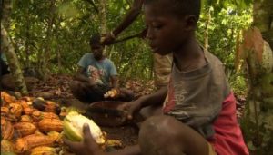 Child laborers in the Ivory Coast. (BBC)
