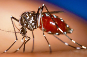 Brazil, Jamaica Ramp Up Efforts to Raise Awareness About Zika Virus