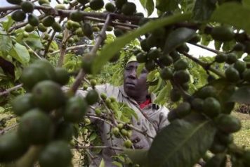 NestlÃ© Makes Another Damning Admission: Slave Labor in Brazil May Have Produced Coffee Products