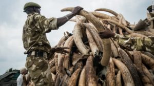 A KWS ranger stacks one of the ivory pyres. Photo courtesy of CNN.com