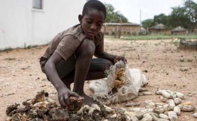 Drought in Zimbabwe Leaves Millions Without Food as Government Sells Off More Wildlife