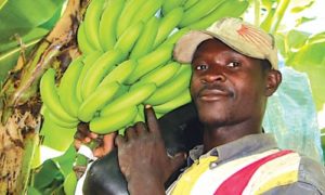 A Jamaican Banana Farmer (Photo via Mello FM Jamaica)