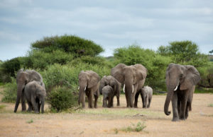 Elephants on an African Reserve (Photo via safaribookings.com)