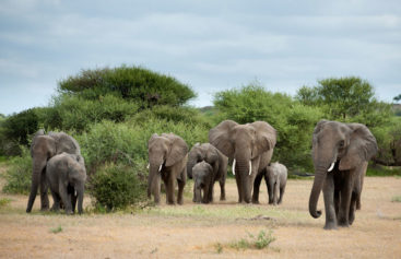 EU Approves Measures to Combat African Ivory Poaching
