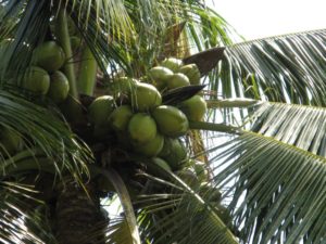 coconut_green-min