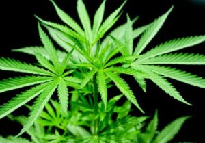 marijuana-plants-560x390-min