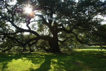 Hampton University Fights to Save Emancipation Oak Threatened by Highway Expansion
