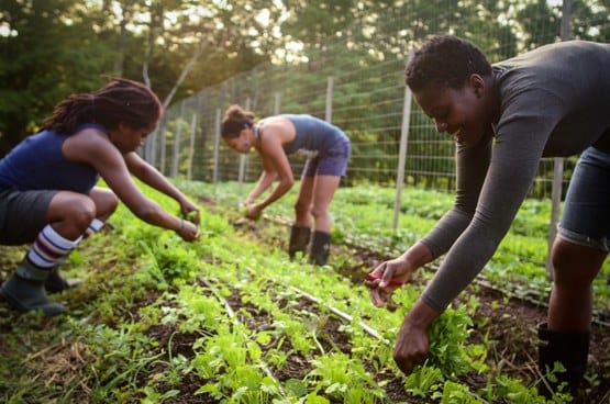 With a Desire to Control Access to Good, Healthy Food, More Young Black ...