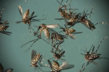 Brazil Declares End to Zika Emergency After Fall In Cases