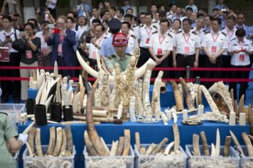 Watchdog Group Uncovers Major Organized Crime-Controlled Ivory Smuggling Operation in China