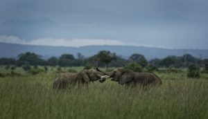 Tanzania Africa Saving Elephants