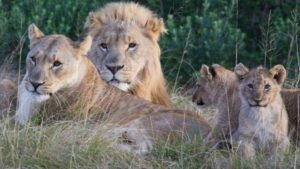 Lions Maul Poachers
