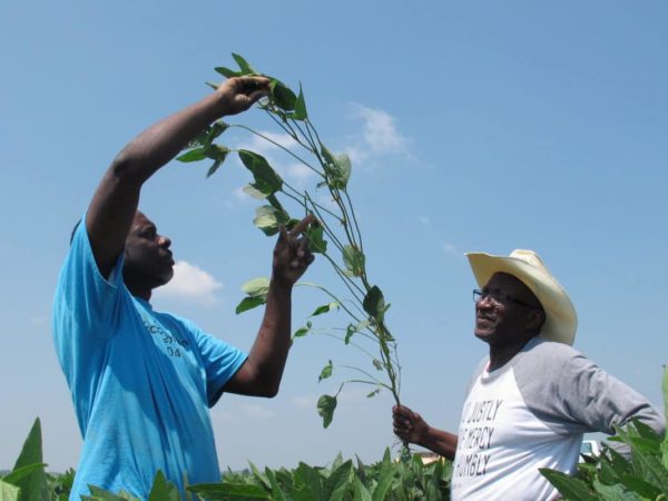 Black Farmers Soybean Law