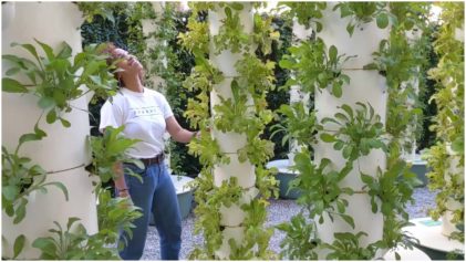 â€˜Hydroponics Farms Are the Complete Solution to Our Food Desert Crisisâ€™: Feed Our Soul Organization Works to Reset the Table In Urban Neighborhoods