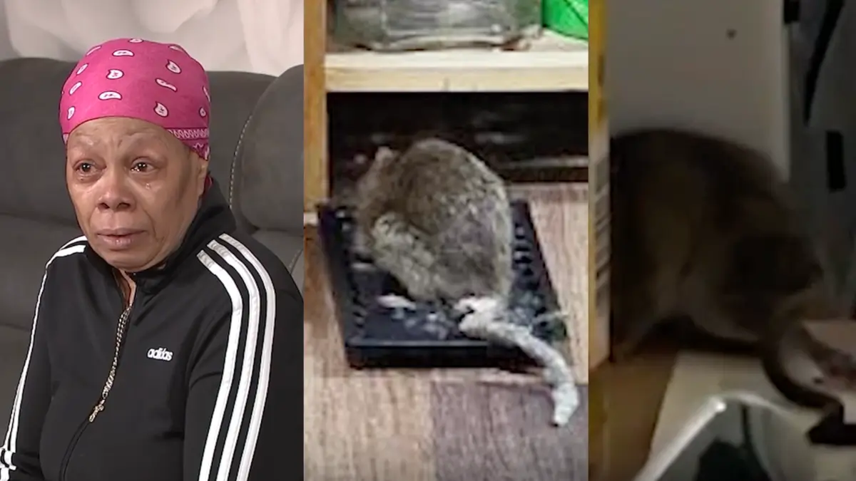 The Art of Baking: From Classic Bread to Artisan Pastries